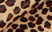 Kalbshaar / leopard